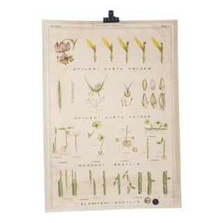 Plant Educational Poster, 1920s For Sale