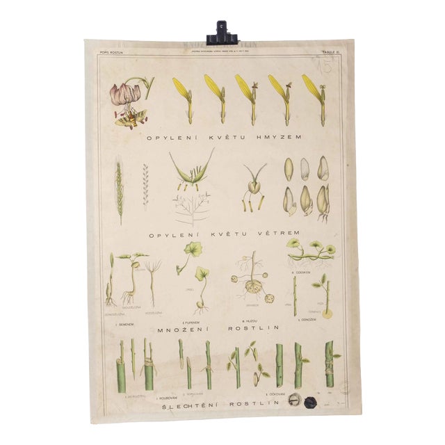 Plant Educational Poster, 1920s For Sale