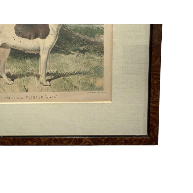 Original 1881 Chromolithograph of Pointer Dog "Wagg" From Cassell's Illustrated Book of the Dog, by Vero Shaw For Sale In Boston - Image 6 of 9