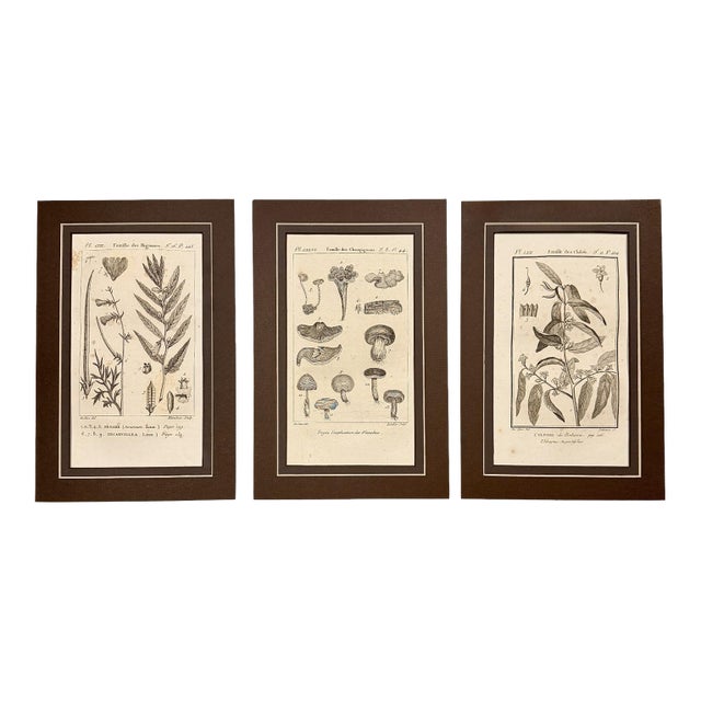 1804-1806 French Buffon Monochrome Intaglio Engravings | Mushroom & Botanical Trio - Set of 3 For Sale