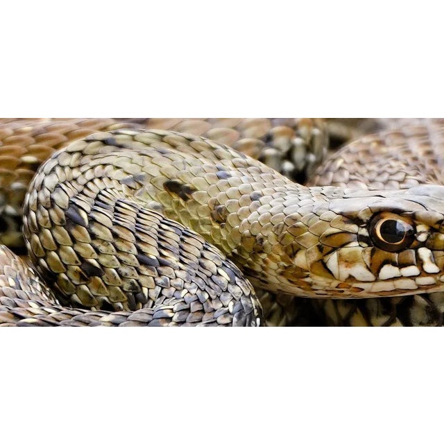 Snake - Signed limited edition archival pigment print, 2023 - Edition of 8 Detail of a snake in its natural habitat This...