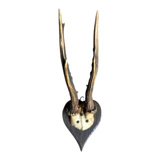Roe Deer Trophy 136 Black Forest Antlers Heart Shaped Plaque For Sale