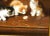Realism Louis E Lambert (1825-1900) Kittens in Still Life Oil Painting For Sale - Image 3 of 7