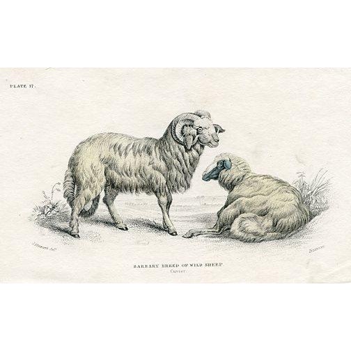 Original hand-colored antique Mammal print from "The Naturalist's Library", a multi-volume natural history folio published...