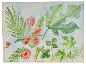 American Artist, Flowers, Double-Sided Watercolour on Paper, 1962