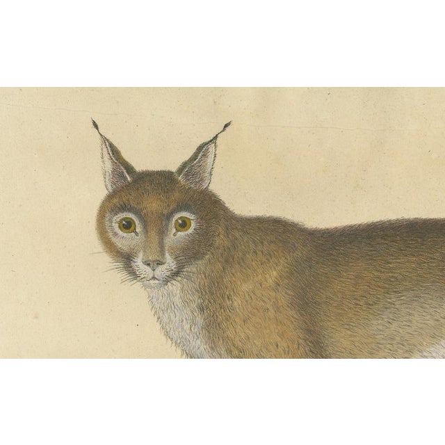 Paper Karl Joseph Brodtmann, Serval and Eurasian Lynx, 1816, Lithograph For Sale - Image 7 of 9