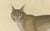 Paper Karl Joseph Brodtmann, Serval and Eurasian Lynx, 1816, Lithograph For Sale - Image 7 of 9