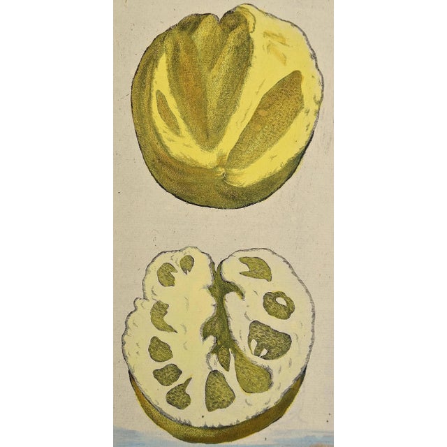 This is an early 18th century hand-colored copperplate engraving of the anatomy of lemons by Johann Christoph Volkhamer,...