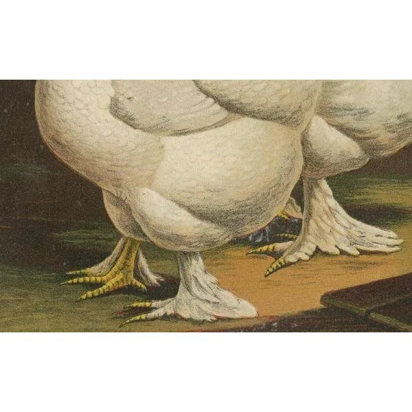 Volschau, The White Cochinchina, 1888, Lithograph For Sale - Image 3 of 10