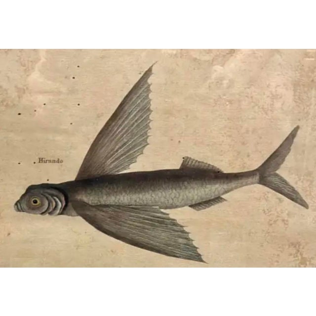 English 18th Century Framed Trio of Fish Engraving by Mark Catesby For Sale - Image 3 of 10