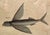 English 18th Century Framed Trio of Fish Engraving by Mark Catesby For Sale - Image 3 of 10
