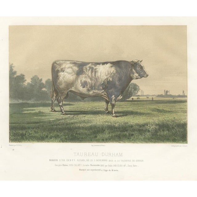 Markob, Durham Shorthorn Bull of Corbon, 1873, Paper For Sale - Image 12 of 12