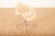 DAF Chair in Fiberglass by George Nelson for Herman Miller, 1958 For Sale - Image 6 of 14