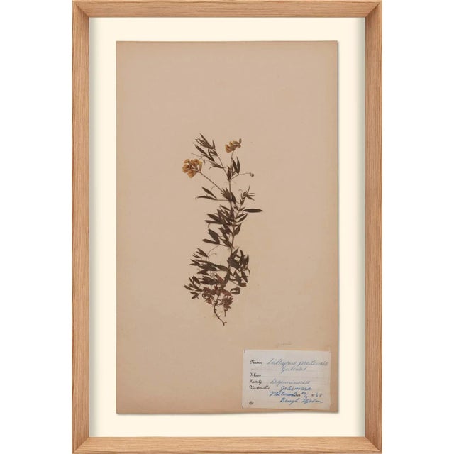 Not Yet Made - Made To Order Herbarium, Framed Artwork - Set Of 6 For Sale - Image 5 of 8