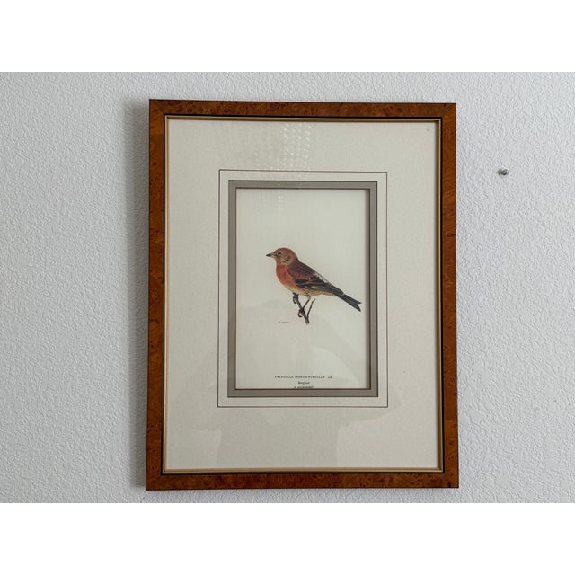 Wood Ethan Allen Antique Bird Print: Fringilla For Sale - Image 7 of 7