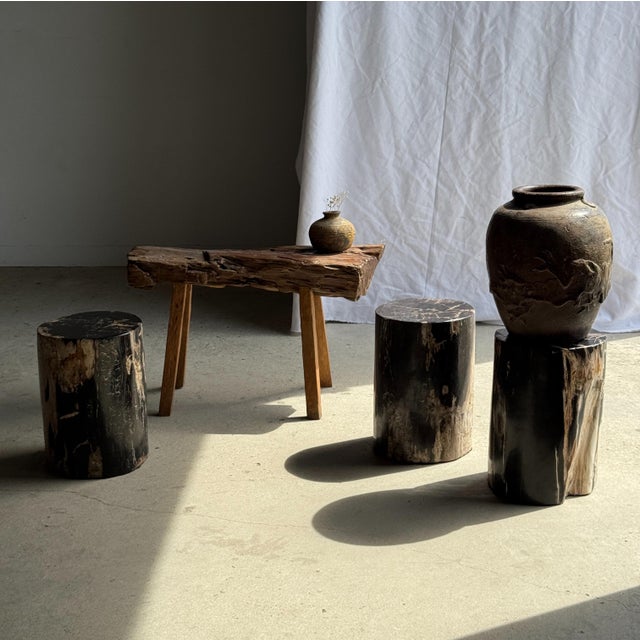 Side table in black petrified wood with beige star-shaped striations, H35 D24. Petrified wood is a fossilized wood (same...