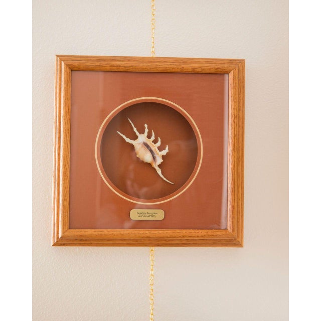 Lambis Scorpius Thailand rare specimen shell frame.; Frame Dimensions: 14.8"X"14.5"X"2.9"