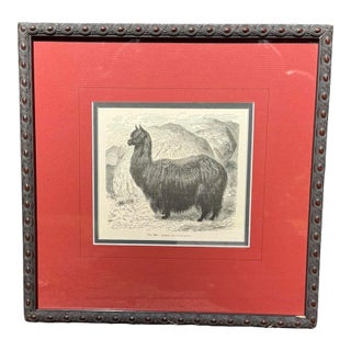Antique Wood Engraving of a Llama, C. 1860s–1890s, Beautifully Framed in Red For Sale