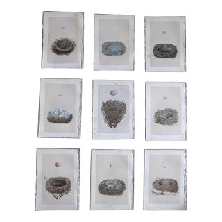 Authentic Antique 19th Century Hand Colored Bird Nest & Egg Lithographs - Set of 9 For Sale