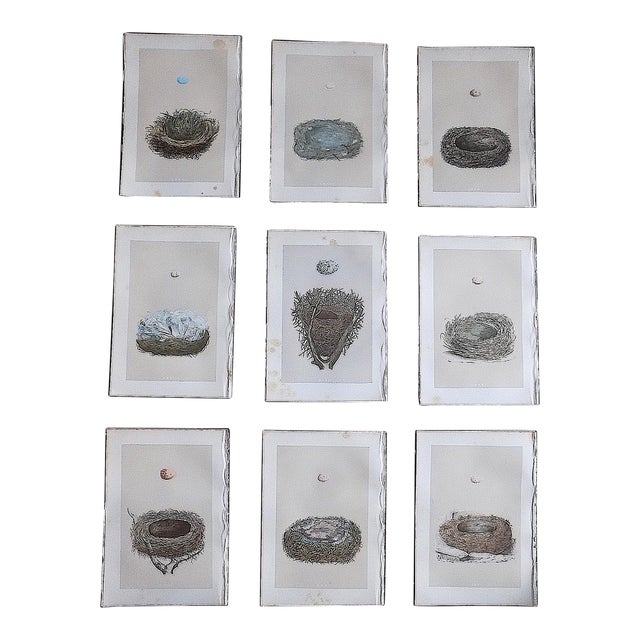 Authentic Antique 19th Century Hand Colored Bird Nest & Egg Lithographs - Set of 9 For Sale