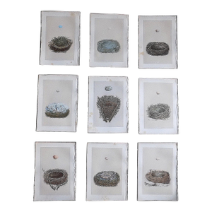 Authentic Antique 19th Century Hand Colored Bird Nest & Egg Lithographs - Set of 9