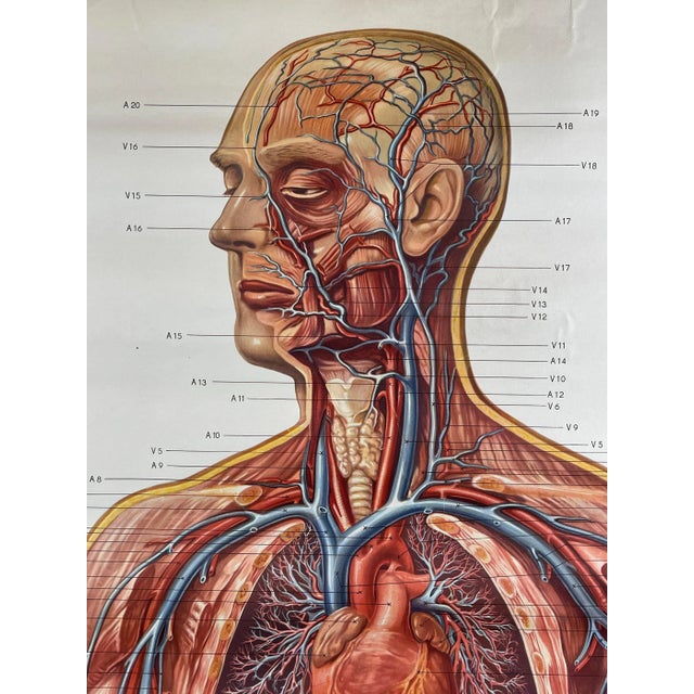 Introducing a vintage anatomic school poster titled "The Blood System," produced by the Deutsches Hygiene Museum in...