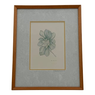 Margot Weemaes 1981 Pittosporum Tobira Botanical Portfolio Print For Sale