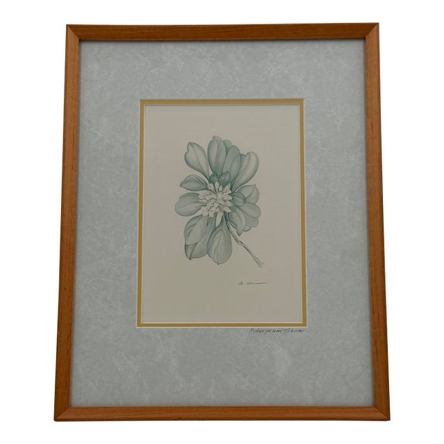 Margot Weemaes 1981 Pittosporum Tobira Botanical Portfolio Print For Sale