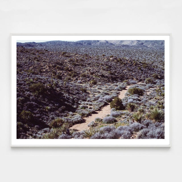 A bird's-eye view of the Joshua Tree landscape during a particularly fertile season. The photograph shows the full breadth...