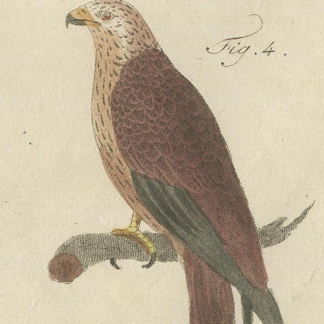 Beige Bertuch, Falcons and Hawks Including the Peregrine, 1805, Print For Sale - Image 8 of 12