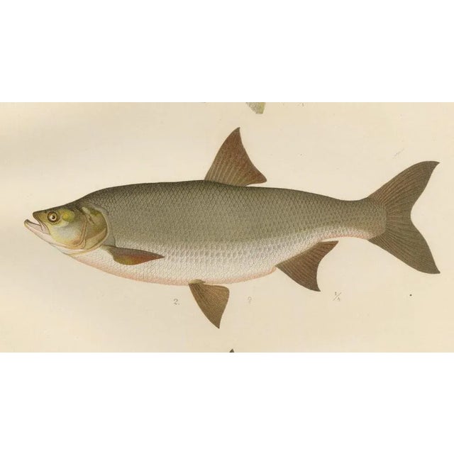 Late 19th Century Asp and Bleak, 1895, Paper For Sale - Image 5 of 10