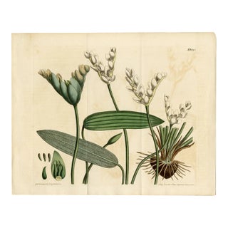 "Aponogeton Distachyus" Botanical Engraving C. 18th Century For Sale