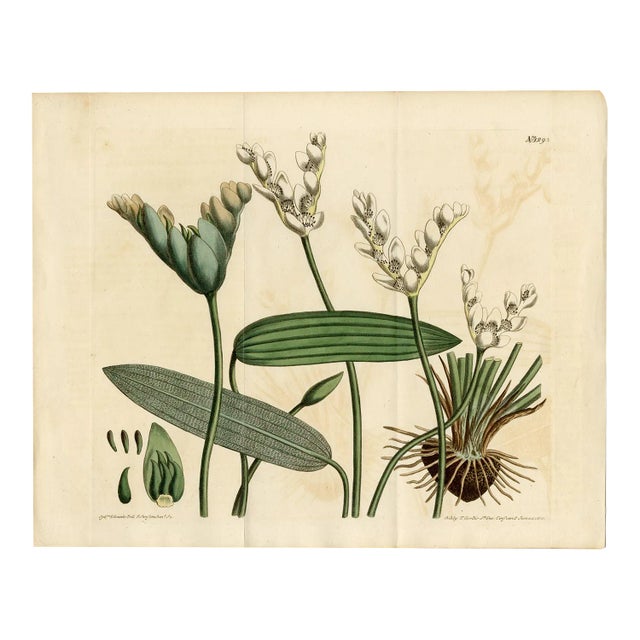 "Aponogeton Distachyus" Botanical Engraving C. 18th Century For Sale