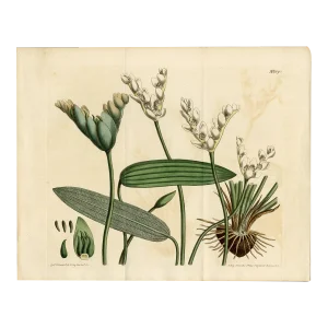 "Aponogeton Distachyus" Botanical Engraving C. 18th Century