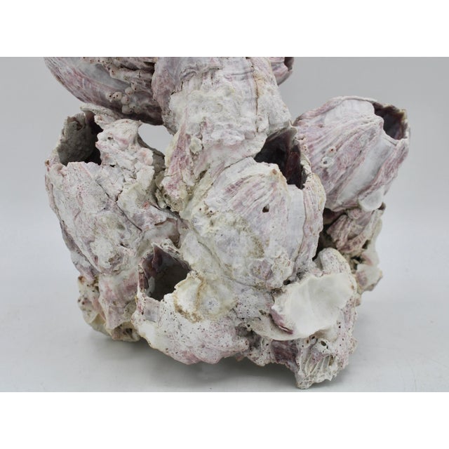 Shell Vintage Organic Modern Coastal Barnacle Conglomerate Sculpture For Sale - Image 7 of 11
