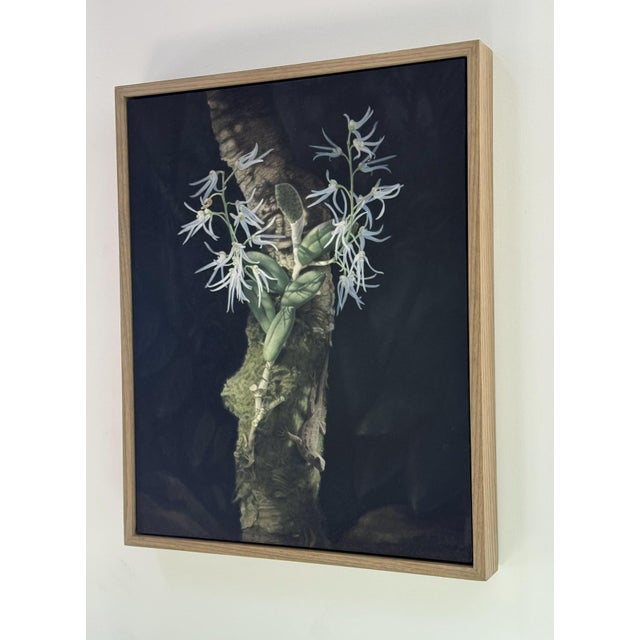 Contemporary Orchid and Lizard by Susan McDonnell | Oil on Panel White Orchids With Lizard For Sale - Image 3 of 12