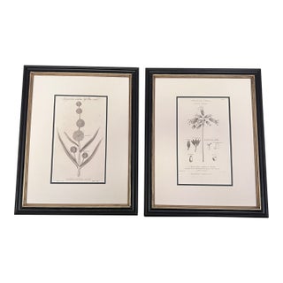 Antique English Botanical Prints Framed-Set of 2 - Authentic 1812 Robert Thorton Prints For Sale