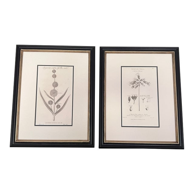 Antique English Botanical Prints Framed-Set of 2 - Authentic 1812 Robert Thorton Prints For Sale