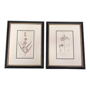 Antique English Botanical Prints Framed-Set of 2 - Authentic 1812 Robert Thorton Prints