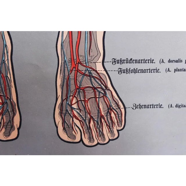 Illustration Anatomy Poster For Sale - Image 6 of 11