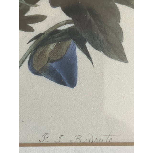 1960s 1960s Set of 4 P.J. Redoute Botanical Floral Chromolithographs Framed Reproduction For Sale - Image 5 of 9