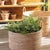 Kenneth Ludwig Chicago Maidenhair Drop-In 23" For Sale - Image 4 of 4