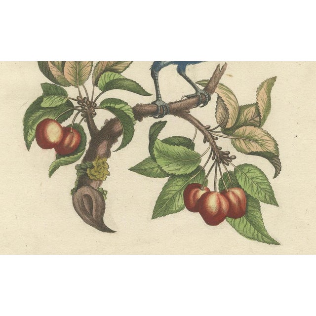 After George Edwards, Blue Grosbeak of Angola, 1700s, Engraving For Sale - Image 3 of 9