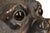TERRA COTTA SITTING PUG DOG STATUE ATTRIBUTED TO GOLDSCHEIDER For Sale - Image 9 of 12