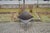 Ikea Model OTI 1980 Wire Lounge Chair by Niels Gammelgaard for Ikea, 1986 For Sale - Image 4 of 17