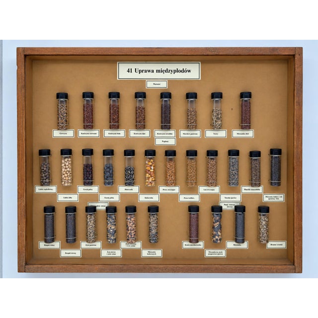 Vintage Polish Educational Display Case, 1970s For Sale - Image 6 of 10