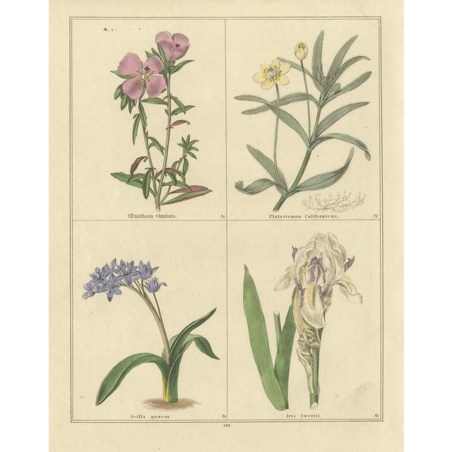 B. Maund, Botanical Illustrations, Hand-Colored Prints, 1836, Set of 2 For Sale - Image 6 of 10