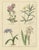 B. Maund, Botanical Illustrations, Hand-Colored Prints, 1836, Set of 2 For Sale - Image 6 of 10