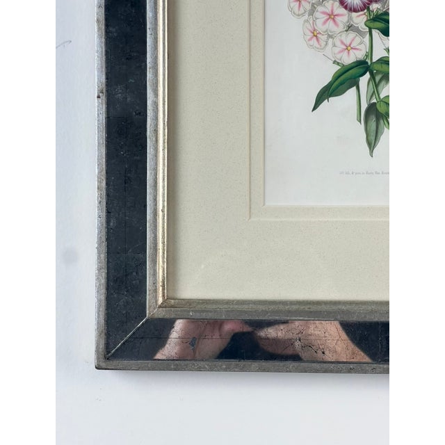 1970s Vintage Trowbridge Custom Framed Botanical Print “Phlox” After Louis Van Houtte (1810–1876) For Sale - Image 5 of 7