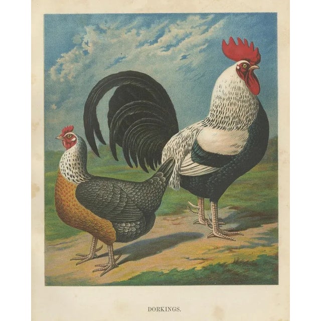 Late 19th Century Christian Förster, The Noble Dorking Chicken, 1888, Lithograph, Print For Sale - Image 5 of 10